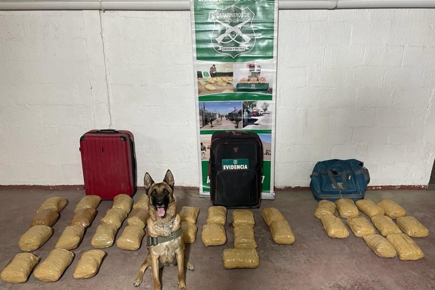 La can Foxy encontró más de 70 mil dosis de marihuana en un bus interprovincial