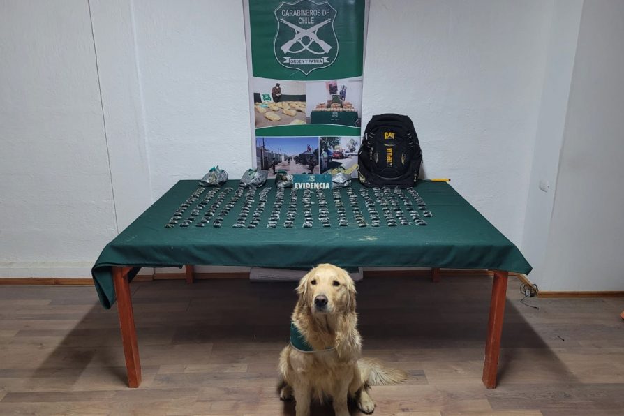 <strong>Integrante de patrulla canina del OS7 encontró 252 ovoides que eran transportados en un bus interprovincial</strong>