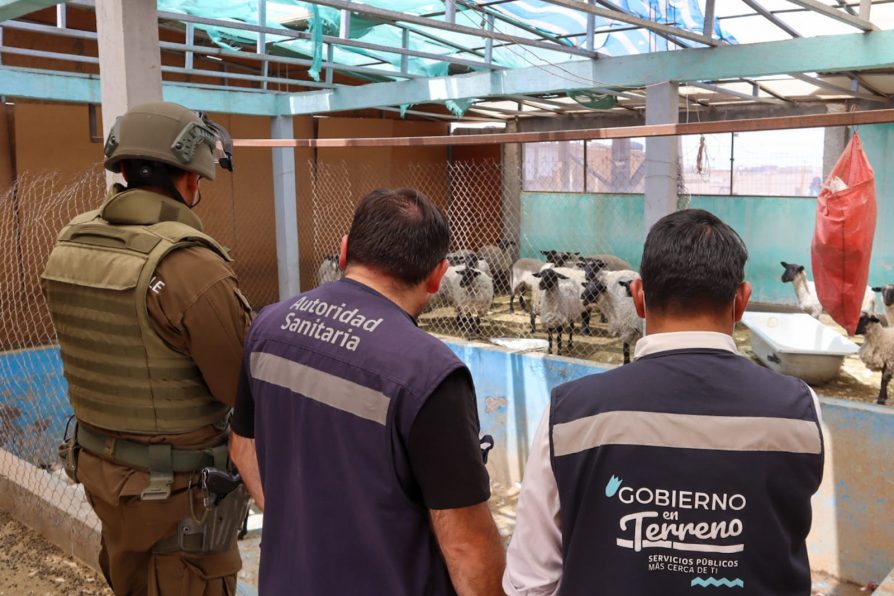 Clausuran criadero y matadero clandestino y abren investigación penal por graves irregularidades